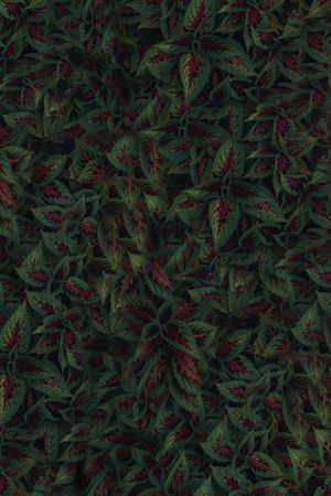 男装印花华亿平台图片