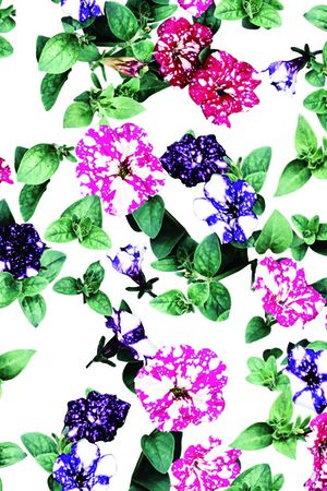 女装印花华亿平台图片