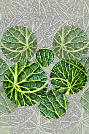 植物印花华亿平台图片