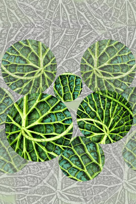 植物印花华亿平台图片