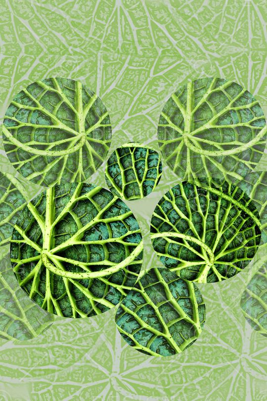 植物印花华亿平台图片