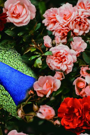 玫瑰花印花华亿平台图片