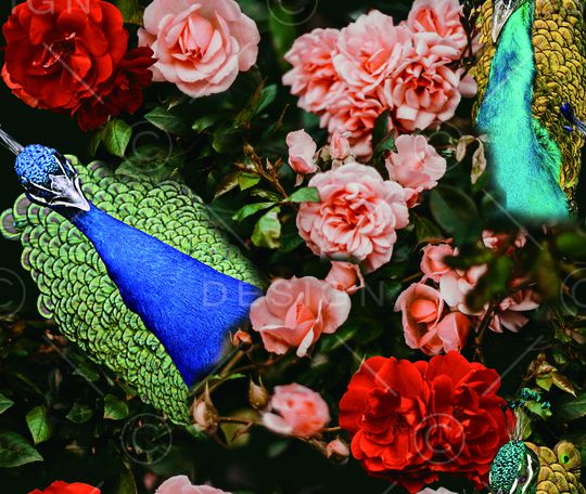 玫瑰花印花华亿平台图片