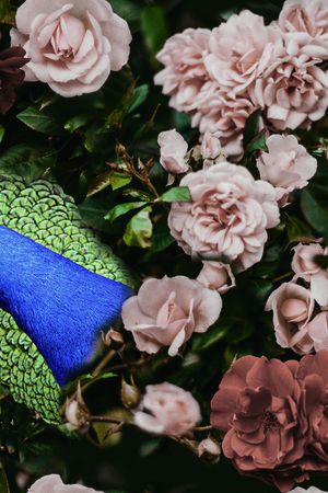 凤凰印花华亿平台图片