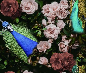 1225139-孔雀与花朵1