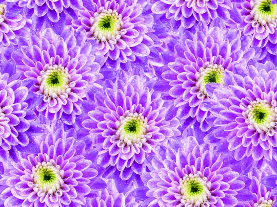 菊花印花华亿平台图片