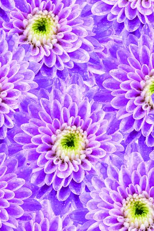 菊花印花华亿平台图片