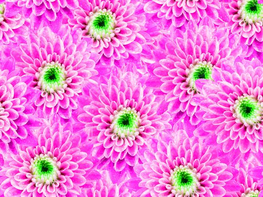 菊花印花华亿平台图片