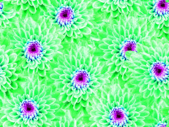 菊花印花华亿平台图片