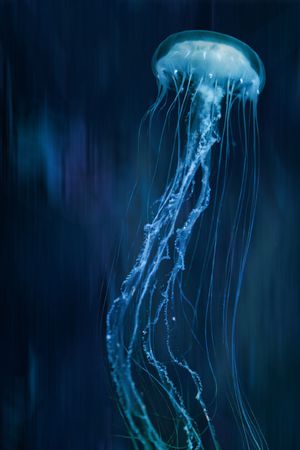 水母印花华亿平台图片