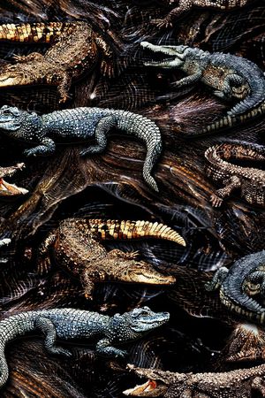 老虎印花华亿平台图片