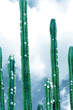 仙人棍印花华亿平台图片