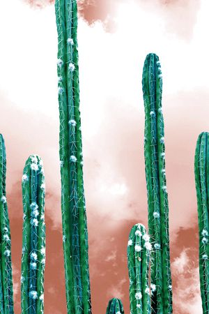 仙人棍印花华亿平台图片