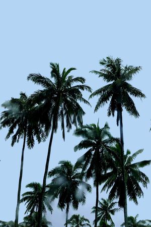 棕榈树印花华亿平台图片