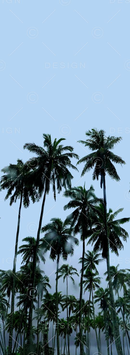 棕榈树印花华亿平台图片