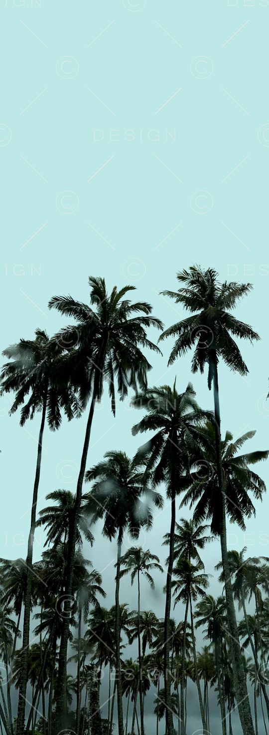 棕榈树印花华亿平台图片