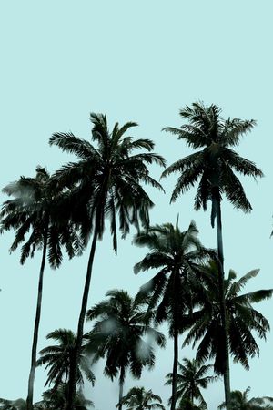 棕榈树印花华亿平台图片