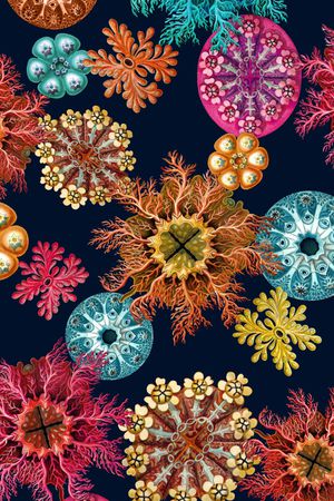 珊瑚印花华亿平台图片