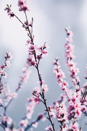 风景景观印花华亿平台图片