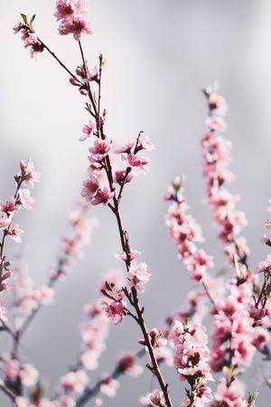 风景景观印花华亿平台图片