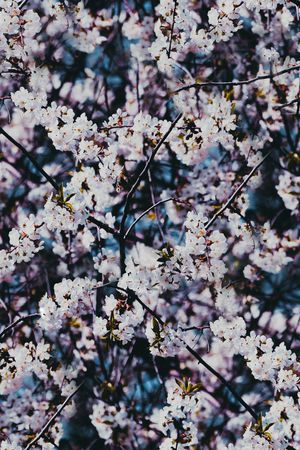 麦穗印花华亿平台图片