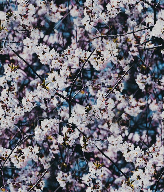 麦穗印花华亿平台图片