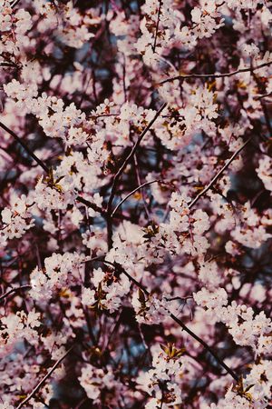 麦穗印花华亿平台图片