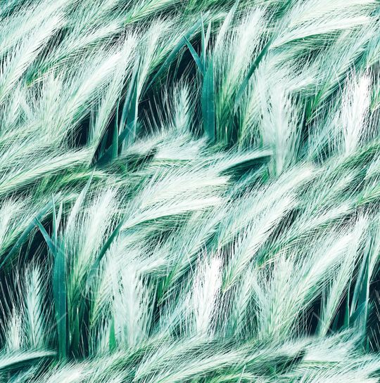 麦穗印花华亿平台图片