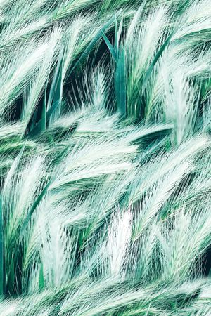 麦穗印花华亿平台图片