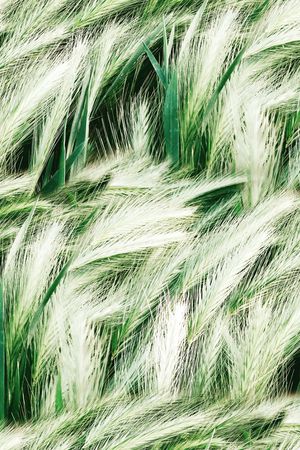 麦穗印花华亿平台图片