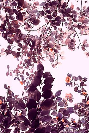 风景景观印花华亿平台图片