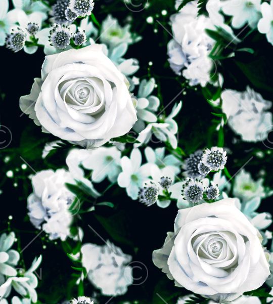 玫瑰花印花华亿平台图片