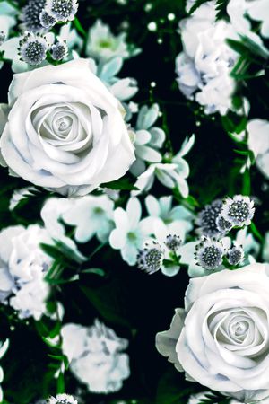 玫瑰花印花华亿平台图片