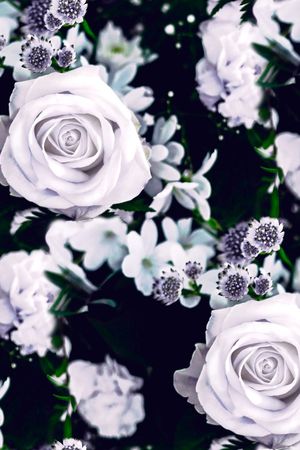 玫瑰花印花华亿平台图片