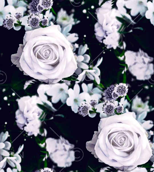 玫瑰花印花华亿平台图片