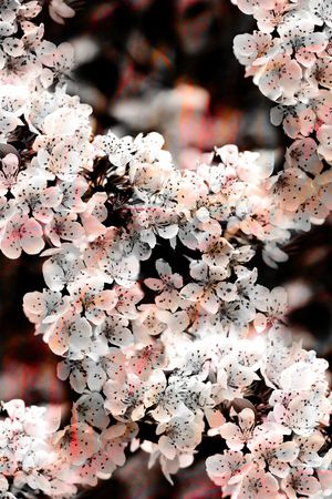 麦穗印花华亿平台图片