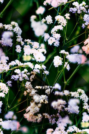 麦穗印花华亿平台图片