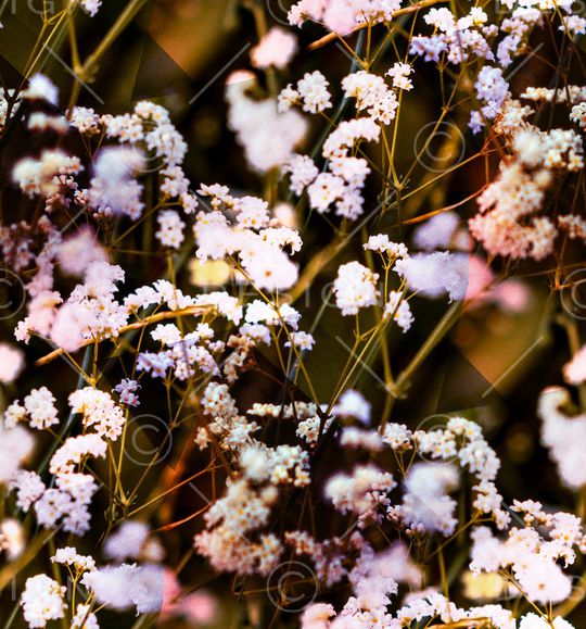 麦穗印花华亿平台图片