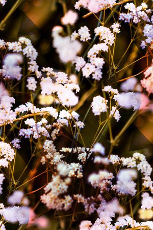 麦穗印花华亿平台图片
