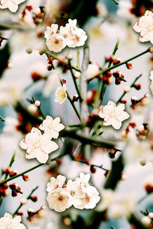 麦穗印花华亿平台图片