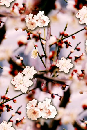 麦穗印花华亿平台图片