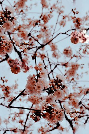 麦穗印花华亿平台图片