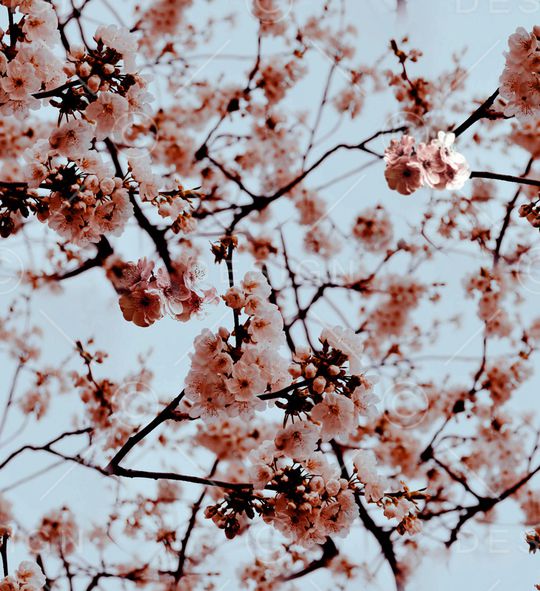 麦穗印花华亿平台图片