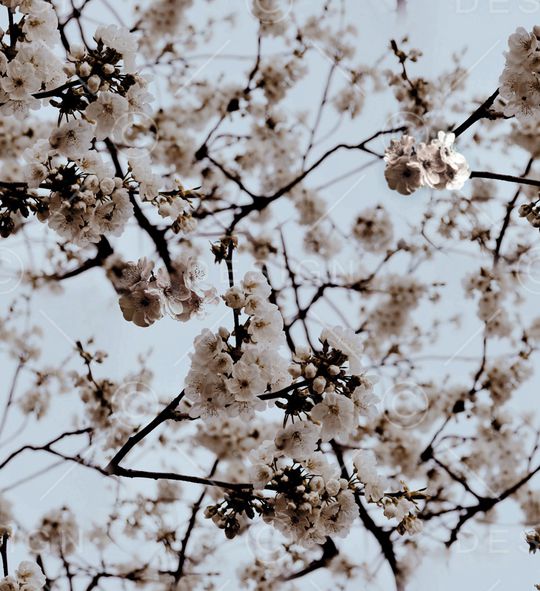 麦穗印花华亿平台图片