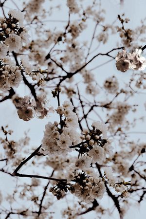 麦穗印花华亿平台图片