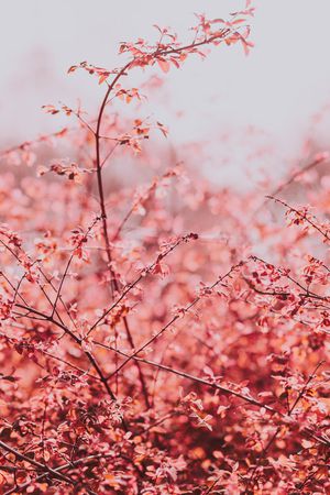 风景景观印花华亿平台图片