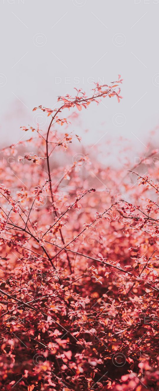 风景景观印花华亿平台图片