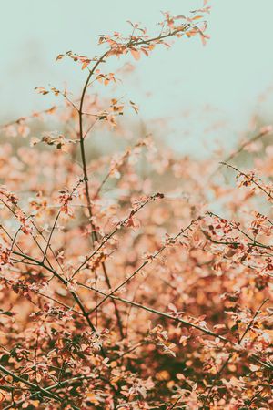 风景景观印花华亿平台图片
