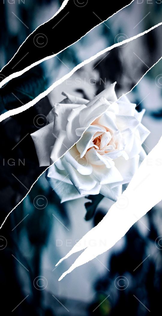 玫瑰花印花华亿平台图片