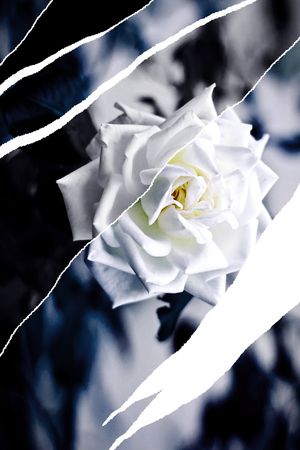 玫瑰花印花华亿平台图片